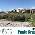 Beach And Dune Plants img beachplantpanicgrass30