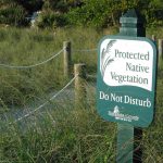 Beach And Dune Plants img beachplants27