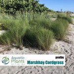 Beach And Dune Plants img beachplantspatens29