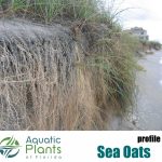 Beach And Dune Plants img beachplantsseaoats25rs