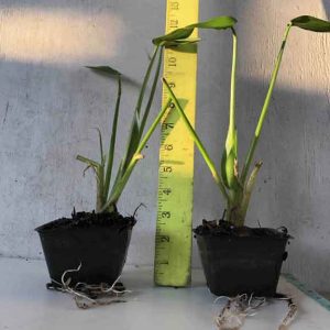 pickerelweed pontederia cordata