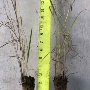 panic grass panicum amarum