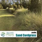 img sandcordgrass rs