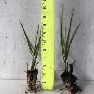 smooth cordgrass spartina alterniflora