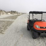 Beach And Dune Plants beachplants25rs