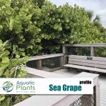 Beach And Dune Plants icon sea grape rs