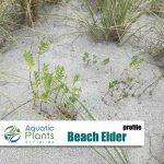 Beach And Dune Plants img beach elder rs