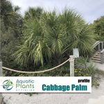 Beach And Dune Plants img cabbage palm rs