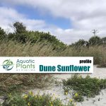 Beach And Dune Plants img dune sunflower rs