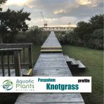 Beach And Dune Plants img knotgrass paspalum rs