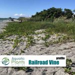 Beach And Dune Plants img railroad vine rs