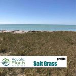 Beach And Dune Plants img salt grass beach rs