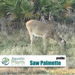 Beach And Dune Plants img saw palmetto rs