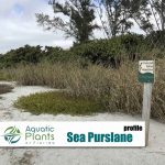 Beach And Dune Plants img sea purslane rs