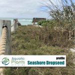 Beach And Dune Plants img sporobolus drop seed